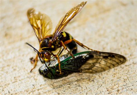 Cicada Killing Wasp By Javifox12 On Deviantart