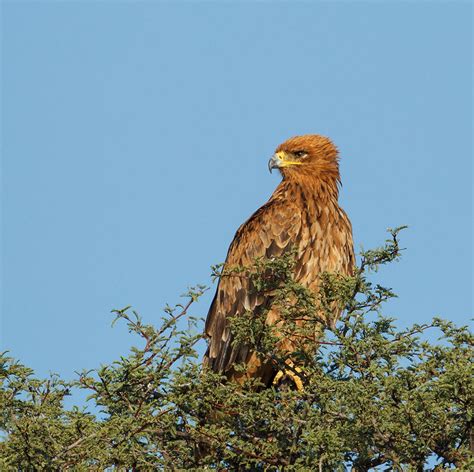 Birds of the Kalahari - Simons Birding Blog