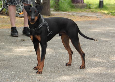 F Litter Thunder Dragon Manchester Terriers