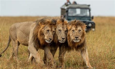 Serengeti National Park Animals | Serengeti National Park Safaris