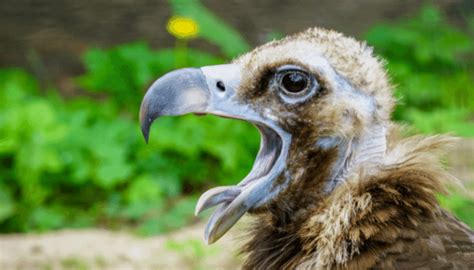 Different Types of Bird Tongue & Some Interesting Facts - Bird Sphere