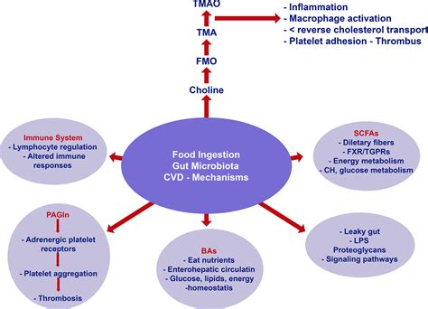 Scielo Brasil Intestinal Microbiota And Cardiovascular Diseases Intestinal Microbiota And