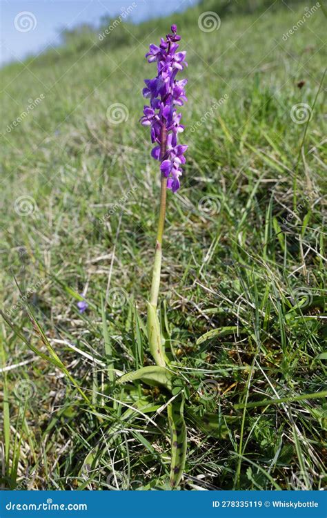 Early Purple Orchid Stock Image Image Of Unimproved