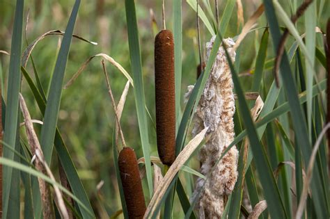 Flowers Cattail Reeds - Free photo on Pixabay - Pixabay