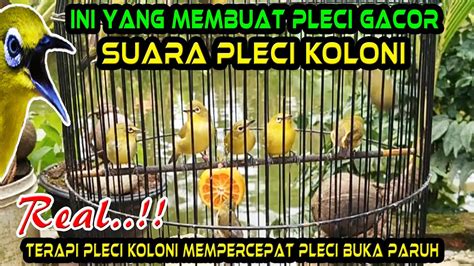 Terapi Pleci KOLONI Agar Pleci Cepat Gacor Buka Paruh Bongkar Materi