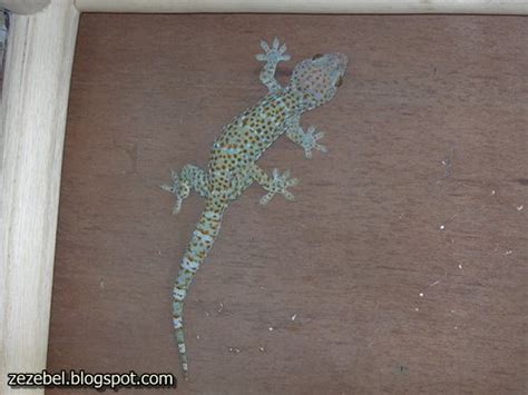 lovely pets: Health Benefits of tokek gecko lizard