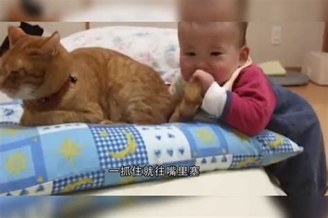 鹅宝宝从小被猫带大，只要被欺负猫妈妈都来保护，连狗都不怕宝宝妈妈连狗