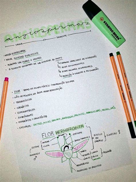 Mapa Mental Sobre Angiospermas Study Maps Images 91296 Hot Sex Picture