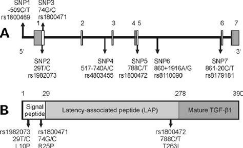 Schematic Representation Of The TGF B1 Gene A And The Pre Pro TGF B1