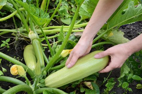 How To Grow Zucchini Vertically Top Tips