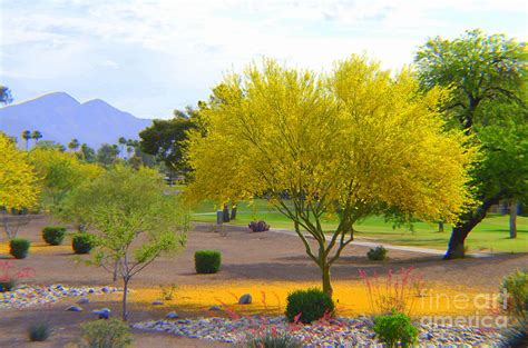 Desert Museum Palo Verde Tree