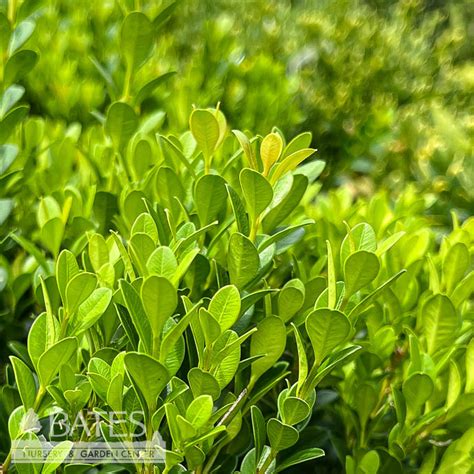 Buxus Microphylla Baby Gem Dwarf Boxwood Bates Nursery Garden Center