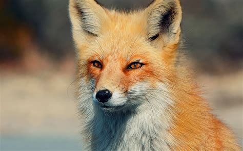 Orange Fox HD wallpaper | Wallpaper Flare