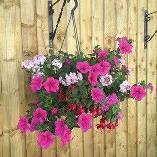 Pinks Mixed Floral Pre Planted 2 Pre Planted Hanging Baskets Garden