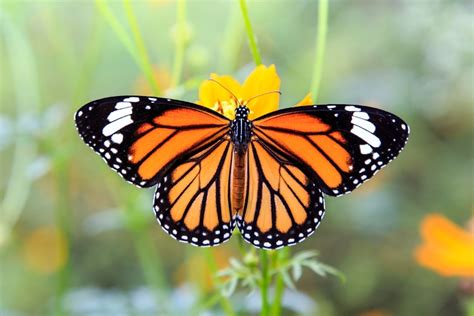 Mariposa Monarca La Encantadora Criatura Que Une A América Del Norte