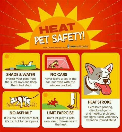 How To Protect Your Dog From Heat Exhaustion Pet Safety During The