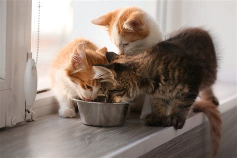 Salmon Cat Food: 9 Favorite Fishy Formulas — Epi-Pet