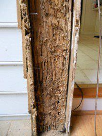 Why Do I Need A Wood Destroying Insect Inspection In New Hampshire