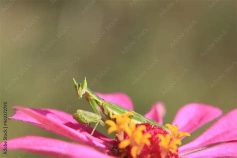 praying mantis on flower Stock Photo | Adobe Stock