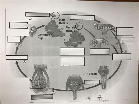 BIO203 QUIZ 1 PICS Lab 2 Liverworts And Mosses Diagram Quizlet