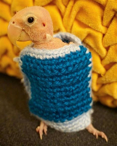 Pin By Samara Morgan On Rhea The Naked Birdie Birdy Love Birds