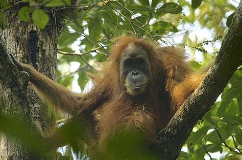 Fakta Orang Utan Yang Tak Banyak Diketahui Ternyata Hewan Yang Cuek