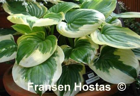 Hosta Fragrant Queen Fransen Hostas