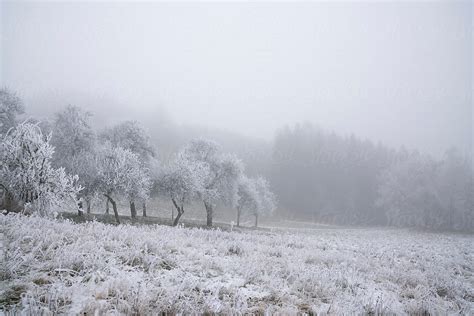 "Frozen Foggy Winter Landscape" by Stocksy Contributor "Robert ...