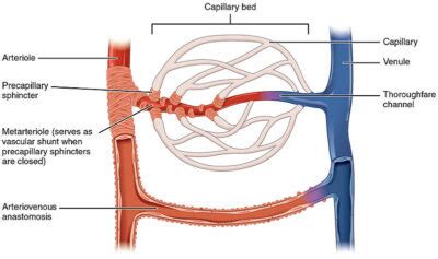 Capillaries Histology Concise Medical Knowledge