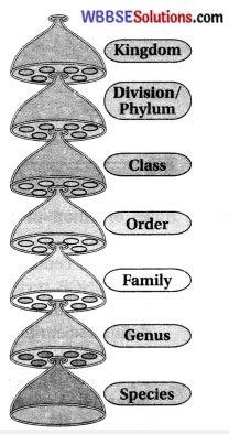 Wbbse Class Life Science Solutions Chapter A Classification Of