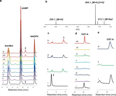 A B Dependent Radical Sam Enzyme Involved In Oxetanocin A