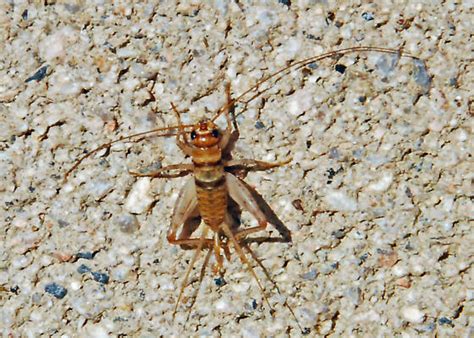 Tropical House Cricket Gryllodes Sigillatus Bugguidenet