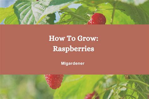 How To Grow Raspberries Complete Growing Guide Migardener