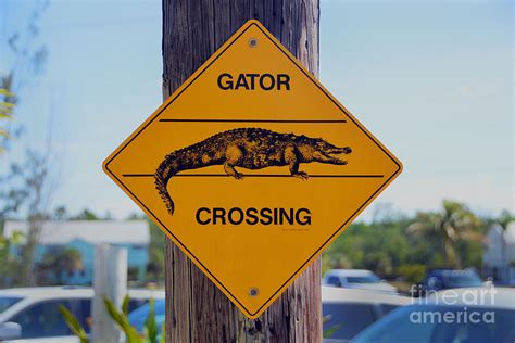 Gator Crossing Sign Photograph by Catherine Sherman