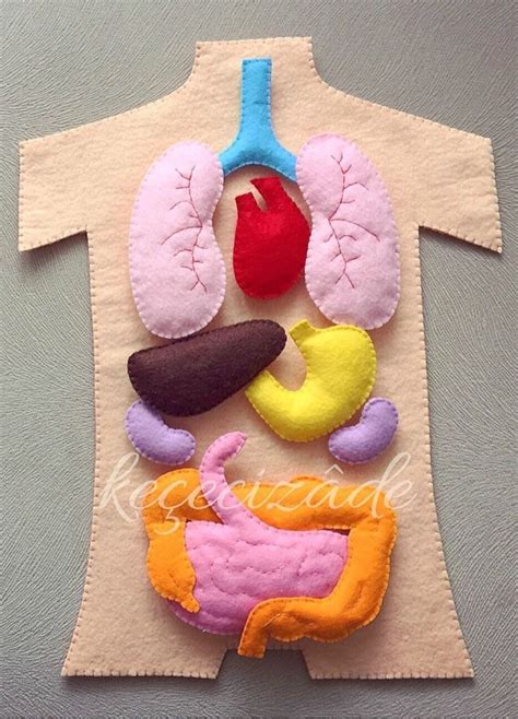 3d Human Anatomy Felt Set Such A Fun Resource For Learning About The Human Body Proyectos De