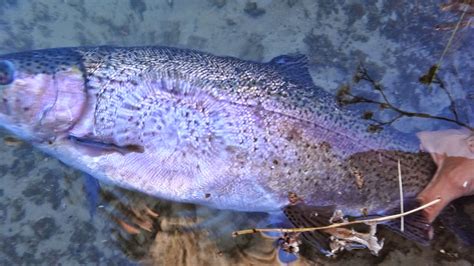 The Fly Syndicate The Ruby Marshes An Eastern Nevada Gem