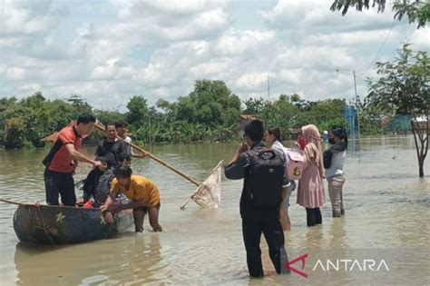 Hektare Sawah Di Sragen Terendam Banjir Petani Kualitas Padi