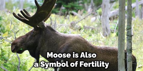 Moose Spiritual Meaning Symbolism And Totem 2022