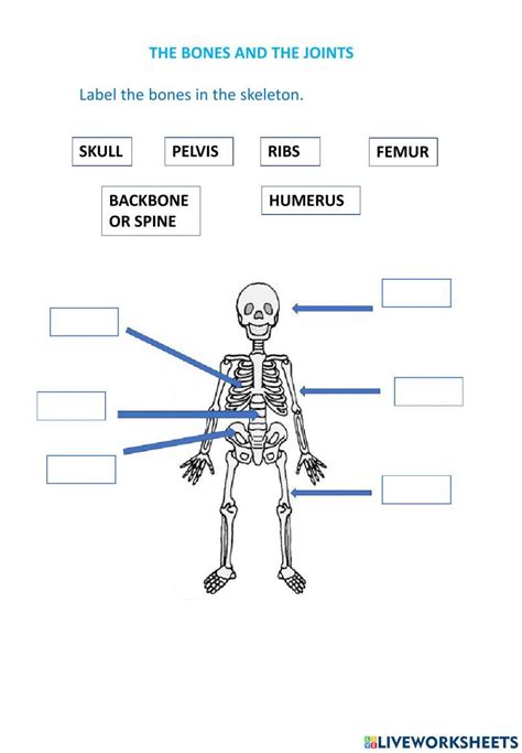 Skeleton Label Bones And Joints Worksheet Live Worksheets