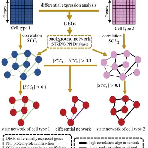 Neural Stem Cell Lineage Differentiation Tree Each Arrow Corresponds