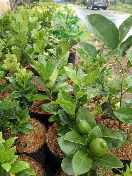 Jual Pohon Jeruk Lemon California Super Di Lapak PT Eman Agro Tani