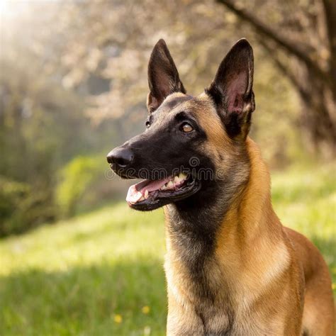 Belgian Malinois stock illustration. Illustration of triangular - 369006783