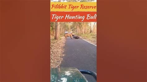 Tiger On The Hunt बाघ ने बैल का शिकार किया हैpilibhittigerreserve Pilibhitnews