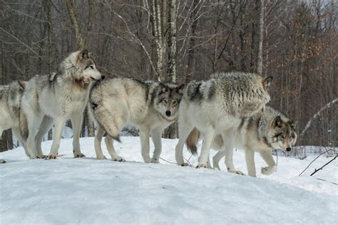 Premium Photo | Wolf pack a pack of wolves wolf pack in forest