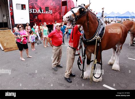 Budweiser Clydesdale Horses Hi Res Stock Photography And Images Alamy