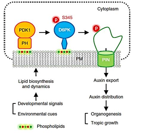 Nature Plants 薛红卫团队联合奥地利科学家阐明蛋白激酶pdk1调控生长素极性运输的分子机制 研究成果 上海交通大学农业