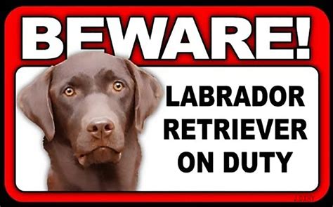 Can Labradors Be Guard Dogs