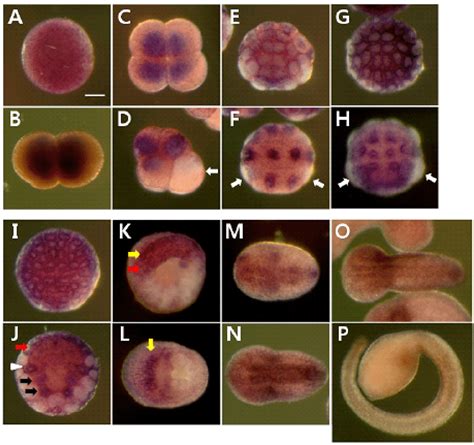 Development & Reproduction 