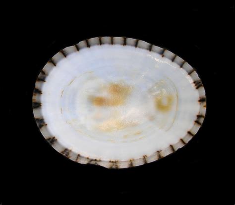 Checkered Limpet Shell Mexican Shells Org