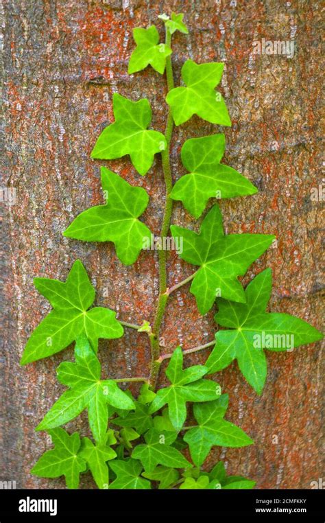 Ivy Growing Up Tree Hi Res Stock Photography And Images Alamy